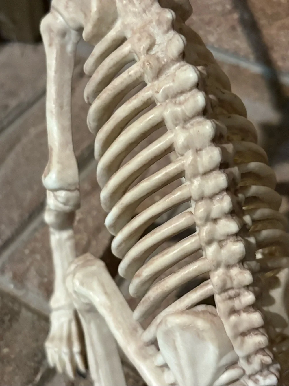 Crazy bonez Seasons cat skeleton Halloween props scary